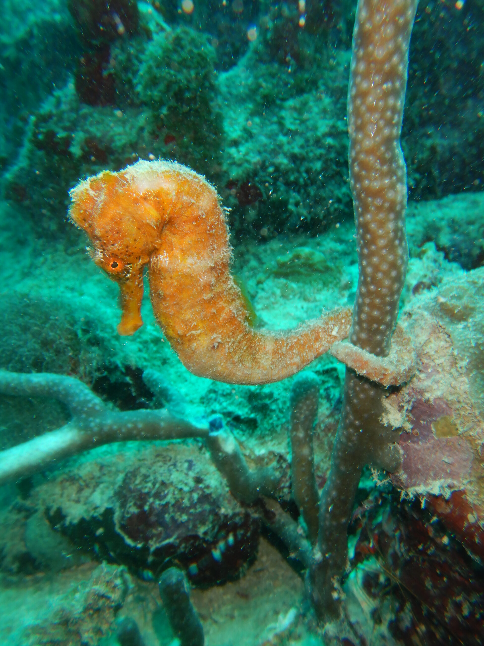 Find a Sea Horse and get a Free Dive (Rules apply)